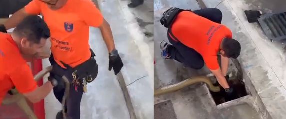 Kobra u cijevi