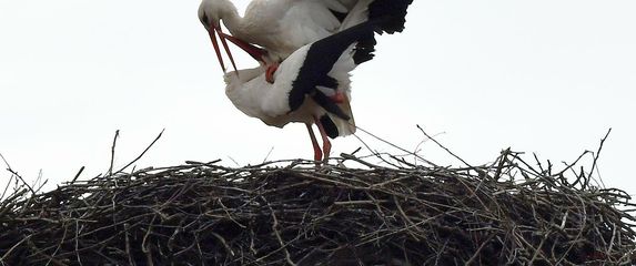 Rodan Klepetan vratio se u Brodski Varoš - 3