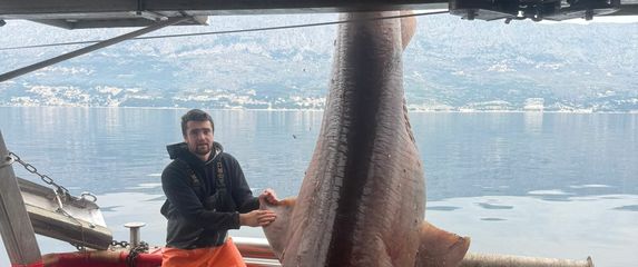 Morski pas glavonja ulovljen kod Brača