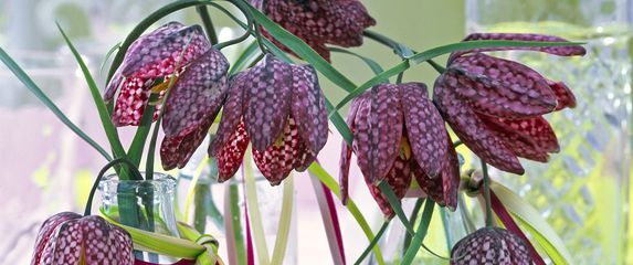 Cvijet kockavica, poznat i kao obična kockavica, prepoznatljiv je po svom jedinstvenom uzorku na laticama - 8