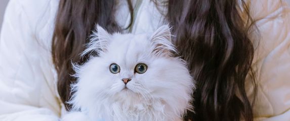 Minuet ili Napoleon mačka novija je pasmina koja osvaja slatkoćom - 5