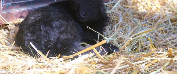 Garavo janje s bijelim čuperkom zvijezda je Dječjeg zooa uoči Uskrsa - 4