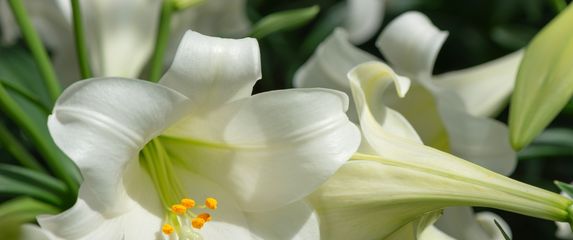 Bijeli ili uskrsni ljiljan