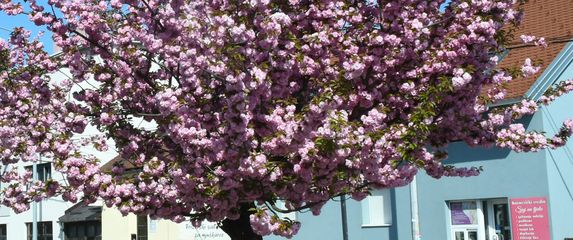 Drvored japanske trešnje u Sisku - 7