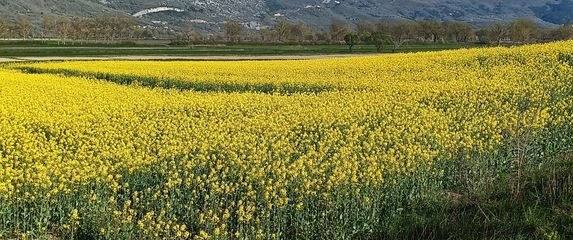 Zlatna polja u Istri - 7