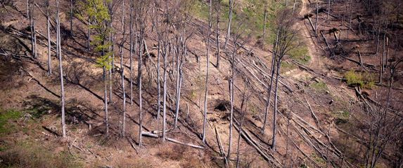 Medvednica dva tjedna nakon velike oluje - 3