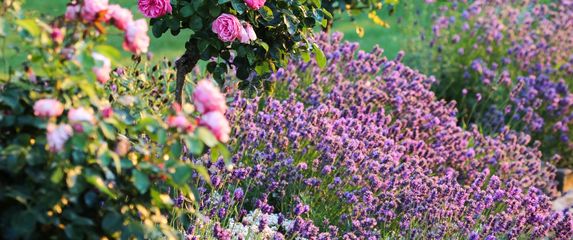 Travanjsko orezivanje je ključno