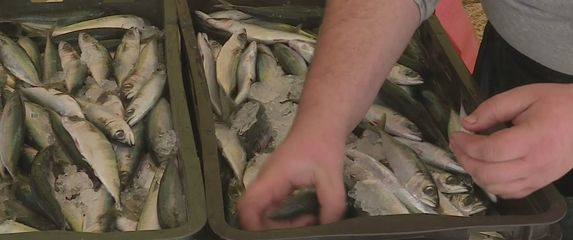 Ribari očajni, traže hitne mjere