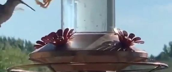 Kolibrić i bogomoljka