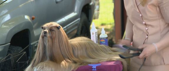 Izložba pasa u Balama