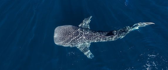 Kitopsina, ilustracija