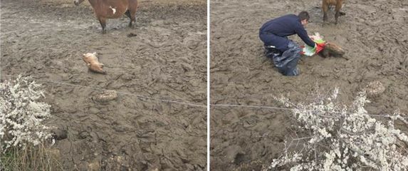Policija spasila ždrijebe