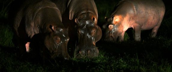 Kokainski nilski konji