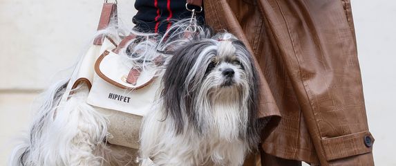 Muškarac iz centra Zagreba nosi psa kao torbicu - 3