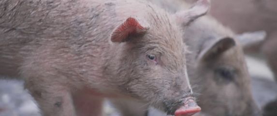 Divljač uništava polja