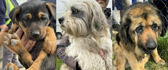 Psi preuzeti iz romskog naselja