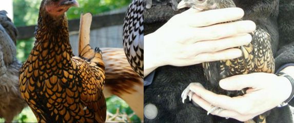 Najstarija kokoš na svijetu Gertie