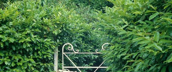 Lovorvišnja je gotovo sinonim za živu ogradu