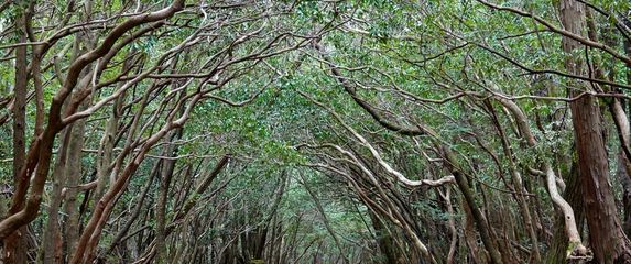 Aokigahara - 1