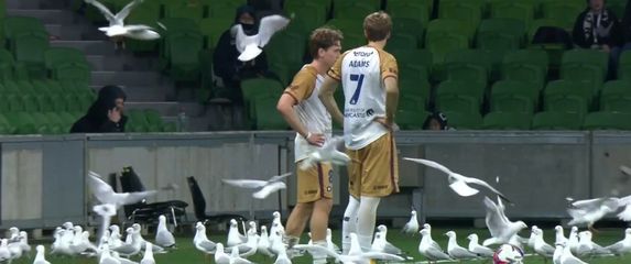 Galebovi na utakmici