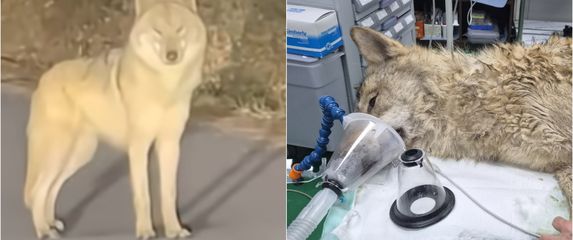 Vuk u bijegu i nakon hvatanja