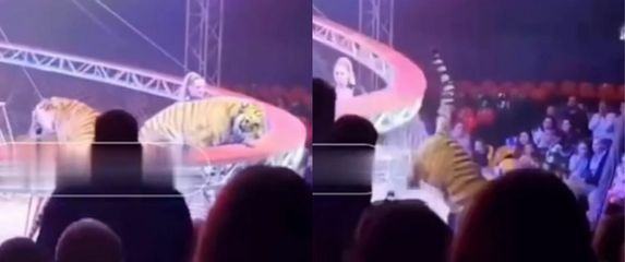Tigar skočio u publiku u cirkusu
