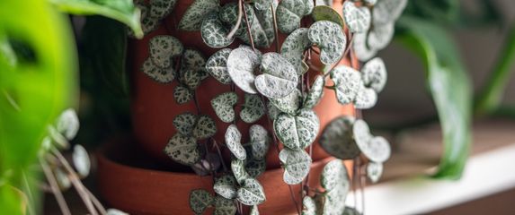 Ceropegia woodii