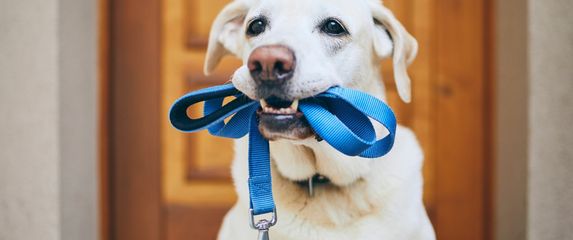 Pas s uzicom u ustima