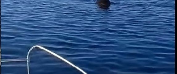 Golemu psinu opet snimili u Istri