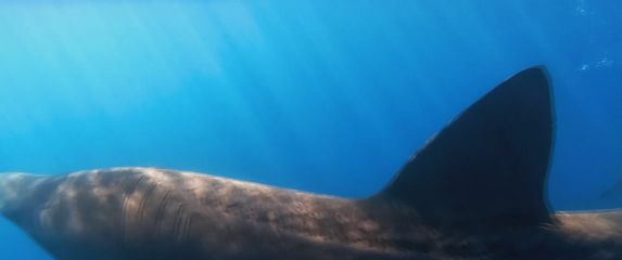 Golema psina kod Istre - 1