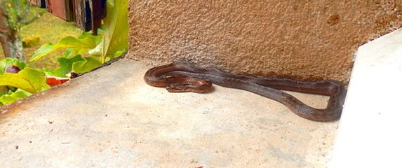 Zmija, ilustracija - 4