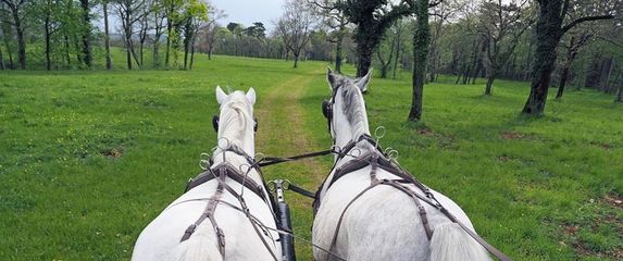 Kras u Sloveniji - odredište za sva osjetila - 6