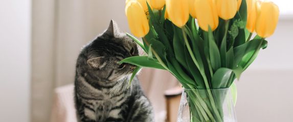 I tulipani mogu biti opasni za mačke