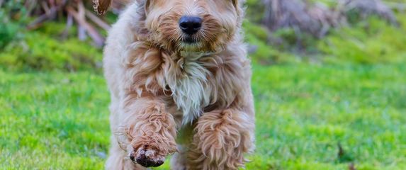 Cockapoo - 4