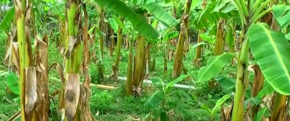 Banane u rastu (Foto: Dnevnik.hr)