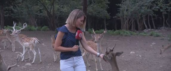 Reporterka Katarina Jusić s jelenom (Foto: Dnevnik.hr)