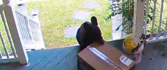Medvjed krade paket (Foto: Screenshot/YouTube)
