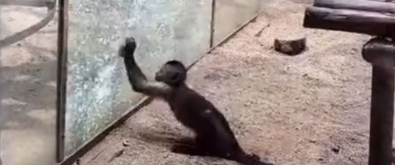 Domišljati majmun (Foto: Screenshot/YouTube)