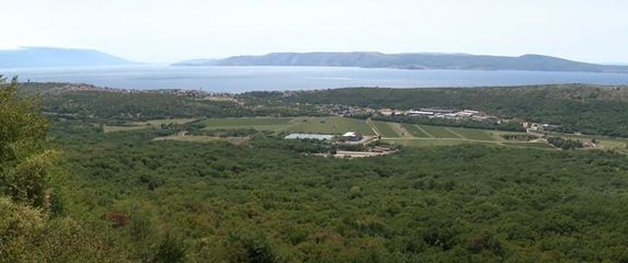 Divlje svinje čine štetu - 2