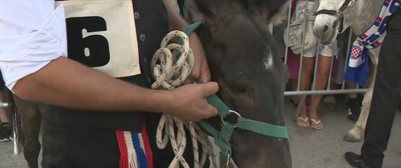 Tribunj: Utrka magaraca - 1