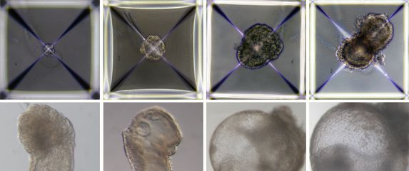 Razvoj sintetičkog embrija
