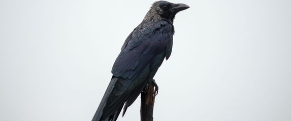 Vrana
