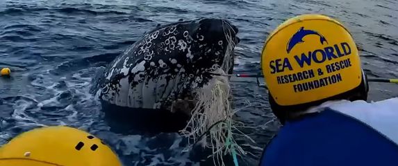 Grbavi kit u mreži