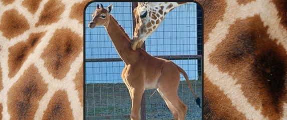 jedina žirafa bez pjega