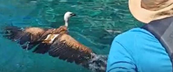 Spašavanje bjeloglavog supa Grifa - 3