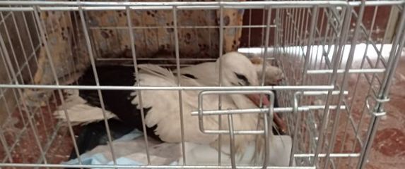 Mještani spasili rodu koja je upala u Kupu - 3