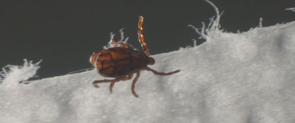 Lajmska bolest; ilustracija - 2