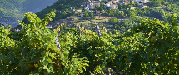 Motovun