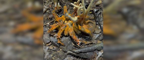 Tarantula zaražena Cordyceps gljivicom