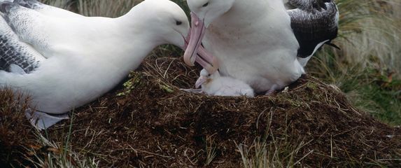 Albatros, ilustracija